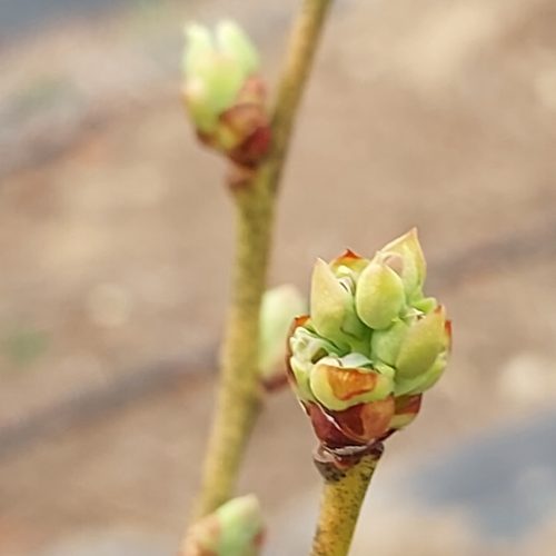 보은 친환경 유기농 무농약 블루베리 농장 대추 속리산 특산품 결초보은 생블루베리 새싹
